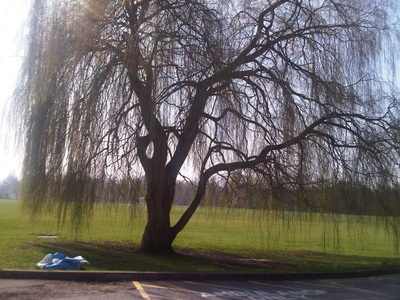 Willow tree at Dulwich Sports Ground