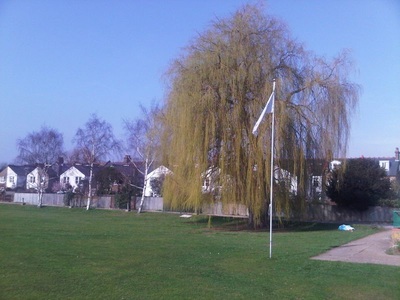 Weepping willow at Dulwich Sports Ground London